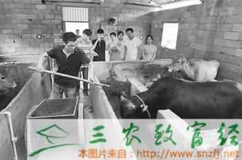 放棄留校任教回家養(yǎng)牛創(chuàng)業(yè)