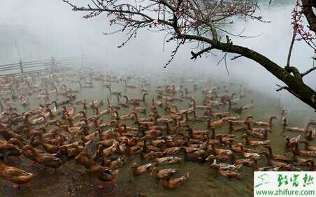 2015養(yǎng)鴨賺錢嗎？2015養(yǎng)鴨前景及市場價格分析