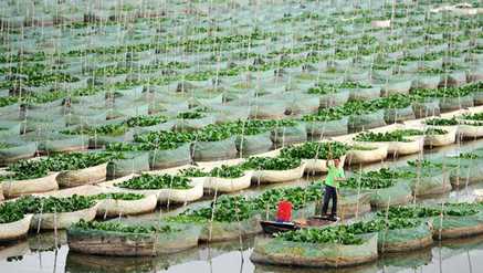 黃鱔養殖需要注意的八個事項