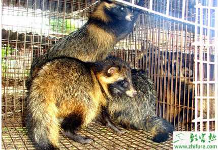 養貉子需要注意的7大事項