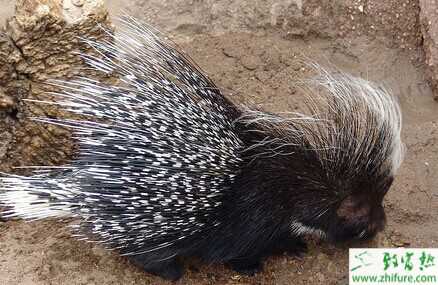 豪豬交配繁殖過程淺析