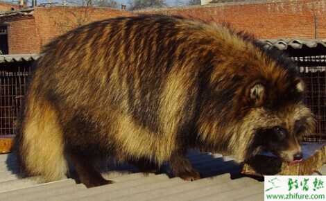 秋季養貉子要注意哪些事項