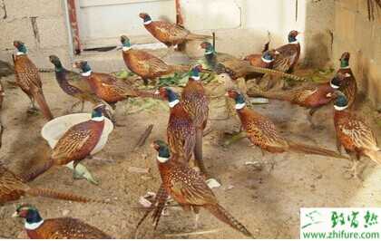 盲人養野雞發家致富