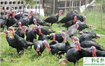 千里買火雞養(yǎng)火雞打開致富路