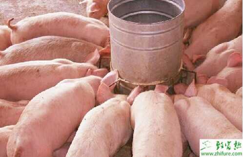2015養(yǎng)豬賺錢嗎？2015養(yǎng)豬前景及市場價(jià)格分析