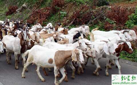  2015養羊賺錢嗎？2015養羊前景及市場價格分析