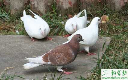 2015養鴿子賺錢嗎?2015養鴿子前景及市場價格分析