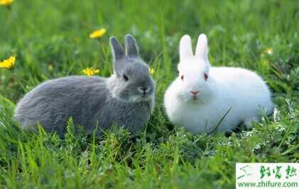 2015養兔子賺錢嗎？2015養兔子前景及市場價格分析