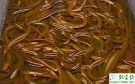 2015養黃鱔賺錢嗎？2015黃鱔養殖前景及市場價格分析