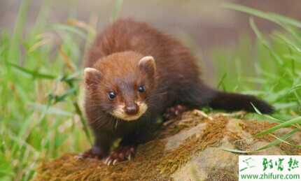 2015養水貂賺錢嗎?2015水貂養殖前景及市場價格分析