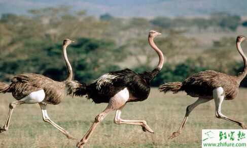 2015養鴕鳥賺錢嗎？2015鴕鳥養殖前景及市場價格分析