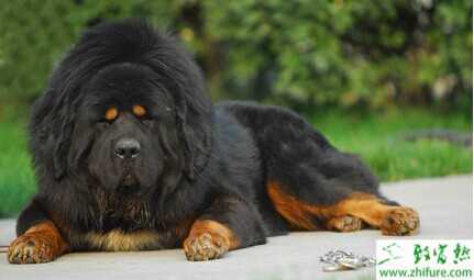 2015養藏獒賺錢嗎？2015藏獒養殖前景及市場價格分析