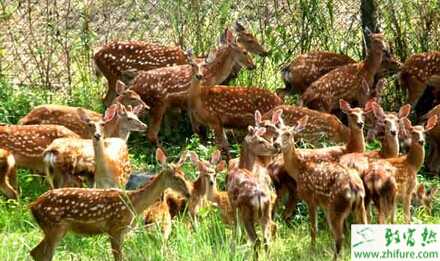 2015養鹿賺錢嗎？2015養鹿前景及市場價格分析