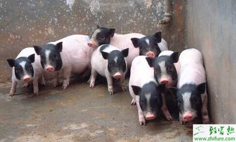  2015養香豬賺錢嗎？2015香豬養殖前景及市場價格分析