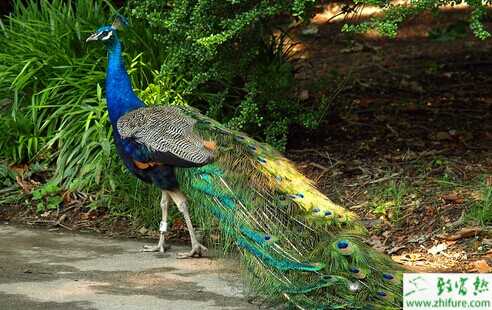 2015養(yǎng)孔雀賺錢(qián)嗎?2015孔雀養(yǎng)殖前景及市場(chǎng)價(jià)格分析