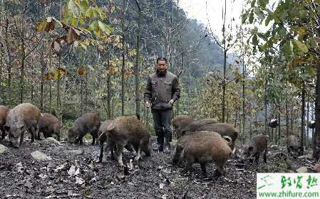 2015養野豬賺錢嗎？2015野豬養殖前景及市場價格分析