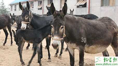 2015養驢賺錢嗎？2015養驢前景及市場價格分析