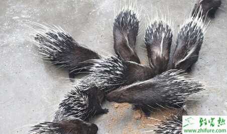 2015養(yǎng)豪豬賺錢嗎？2015豪豬養(yǎng)殖前景及市場價格分析