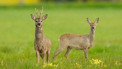 2015養狍子賺錢嗎？2015狍子養殖前景及市場價格分析