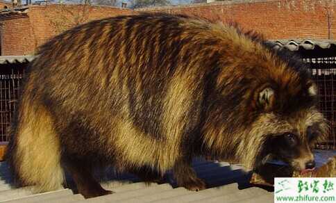 2015養(yǎng)貉子賺錢嗎？2015貉子養(yǎng)殖前景及市場價(jià)格分析