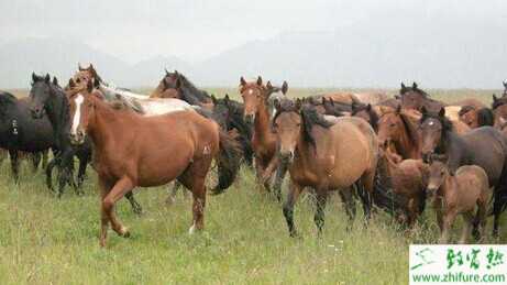 2015養馬賺錢嗎?2015養馬前景及市場價格分析