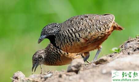 2015養鵪鶉賺錢嗎？2015鵪鶉養殖前景及市場價格分析