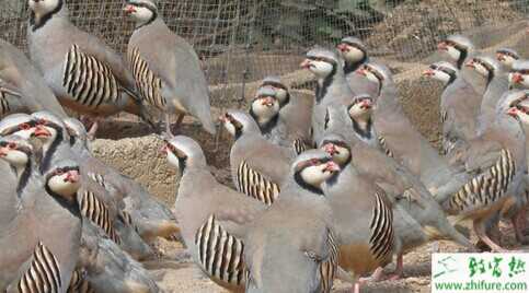 2015養鷓鴣賺錢嗎？2015鷓鴣養殖前景及市場價格分析