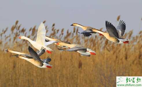 2015養大雁賺錢嗎？2015大雁養殖前景及市場價格分析