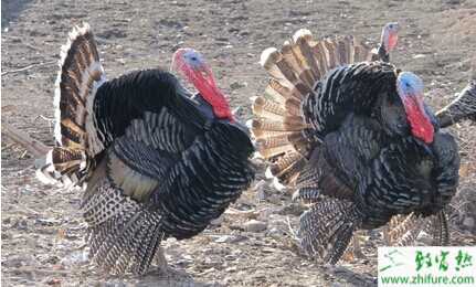 2015養(yǎng)火雞賺錢嗎？2015火雞養(yǎng)殖前景及市場價格分析