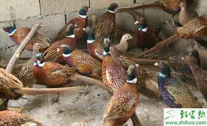 2015養野雞賺錢嗎?2015野雞養殖前景及市場價格分析