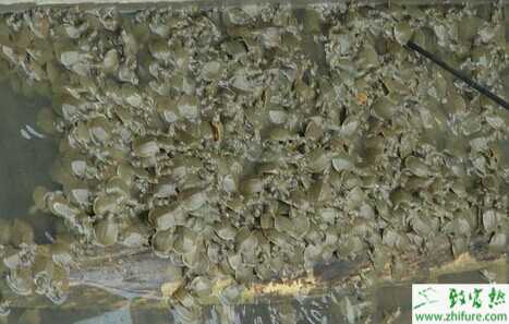 2015養甲魚賺錢嗎?2015甲魚養殖前景及市場價格分析