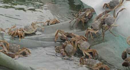 2015養蟹賺錢嗎？2015螃蟹養殖前景及市場價格分析