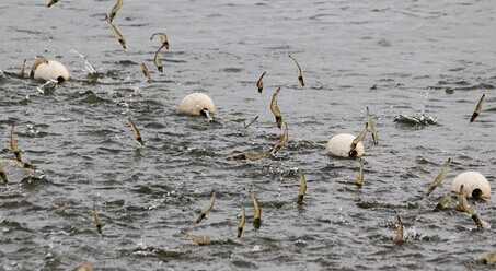 2015養蝦賺錢嗎？2015養蝦前景及市場價格分析