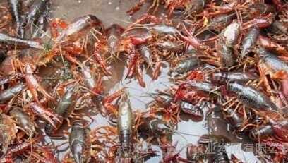 2015養小龍蝦賺錢嗎？2015小龍蝦養殖前景及市場價格分析