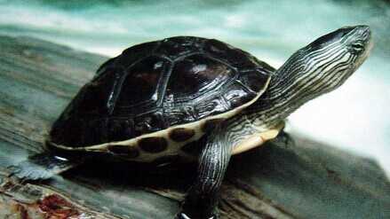 2015養(yǎng)烏龜賺錢嗎？2015烏龜養(yǎng)殖前景及市場價(jià)格分析