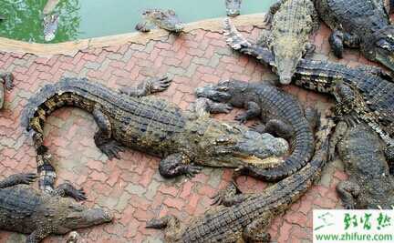 2015養鱷魚賺錢嗎？2015鱷魚養殖前景及市場價格分析