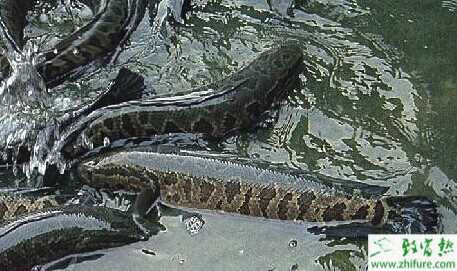  2015養黑魚賺錢嗎？2015黑魚養殖前景及市場價格分析