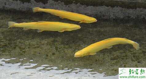 2015養虹鱒魚賺錢嗎？2015虹鱒魚養殖前景及市場價格分析