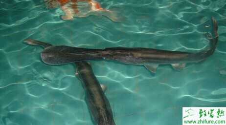 2015養鴨嘴魚賺錢嗎？2015鴨嘴魚養殖前景及市場價格分析