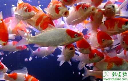 2015養(yǎng)錦鯉賺錢嗎？2015錦鯉養(yǎng)殖前景及市場價格分析