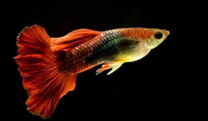  2015養(yǎng)孔雀魚賺錢嗎？2015孔雀魚養(yǎng)殖前景及市場價(jià)格分析