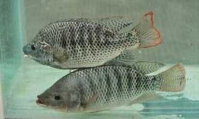 2015養羅非魚賺錢嗎？2015羅非魚養殖前景及市場價格分析