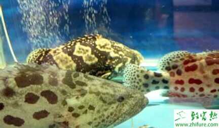 2015養(yǎng)石斑魚賺錢嗎？2015石斑魚養(yǎng)殖前景及市場(chǎng)價(jià)格分析