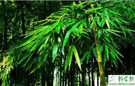 沒資金本錢在農(nóng)村能做什么賺錢？