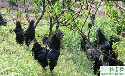 2015養(yǎng)殖創(chuàng)業(yè)致富項目8個推薦