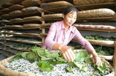 2015養(yǎng)蠶賺錢(qián)嗎？2015蠶養(yǎng)殖前景及市場(chǎng)價(jià)格分析