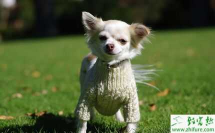 2015養寵物狗賺錢嗎？2015寵物狗養殖前景及市場價格分析