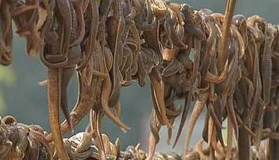 2015養(yǎng)水蛭賺錢嗎？2015水蛭養(yǎng)殖前景及市場(chǎng)價(jià)格分析