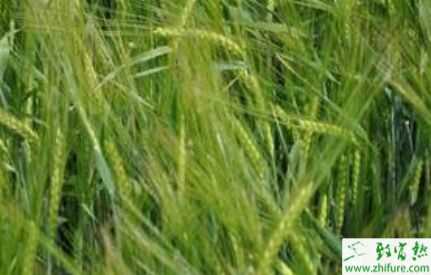 2015農村潛力種植創業項目推薦_啤酒大麥