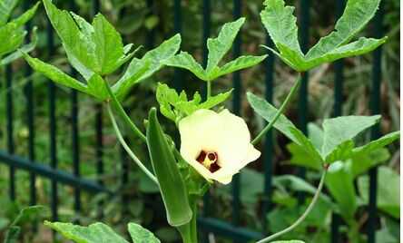 2015農村潛力種植創業項目推薦_黃秋葵